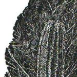 "Banksia" Printed on Hosho  using Charbonnel etching ink. .Image size is irregular - as it has been printed from a quarter piece of unfinished pear wood
approximately 2.7" h x 3.9" w [6.9 cm x 9.9 cm].
Edition of 20. Unframed $40